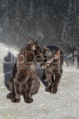 Two black kitten