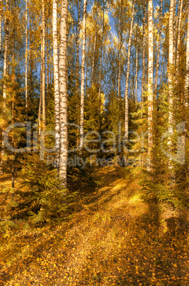 In the autumn forest