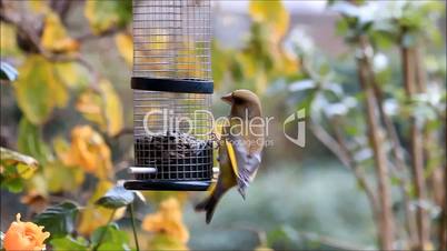 bird green finch, winter, feeding sunflower seeds