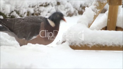 Wood pigeon, big, dove, feeding bird food in snow