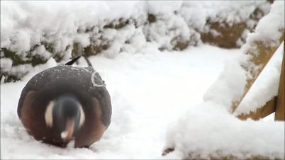 Wood pigeon, dove, feeding bird food in snow