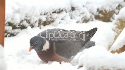 feeding dove in winter