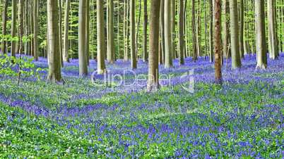 Magical Morning in forest of Halle with bluebell flowers