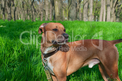 American Pit bull standing in the middle of green grass