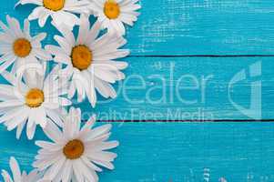 white daisies on a blue wooden background