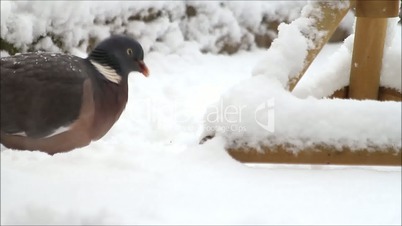 feeding wild dove in winter