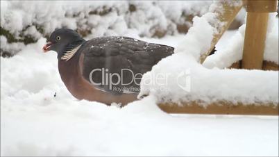 feeding wild dove in winter