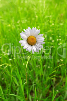 Lonely daisy flower