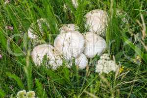 wild mushroom close up