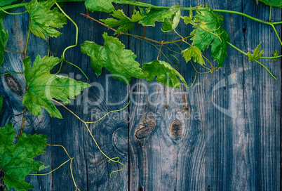Young green grape vine on gray wooden surface