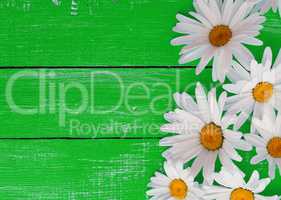 white daisies on a green wooden background