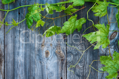 Young green grape vine on gray wooden surface