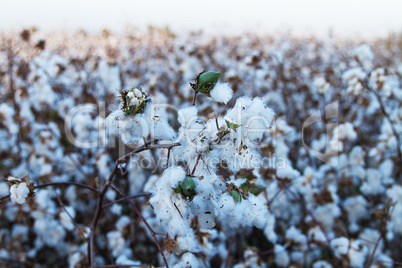 Cotton on the plant ready to be harvested .