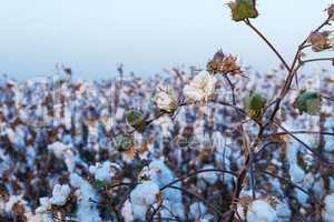 Cotton on the plant ready to be harvested .