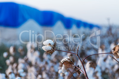 Cotton on the plant ready to be harvested .