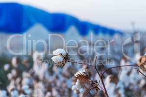 Cotton on the plant ready to be harvested .