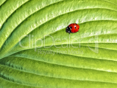 ladybird on a green leaf in the sunlight
