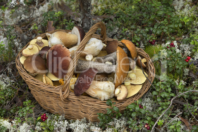 Basket Full of Edible Mushrooms in the Forest