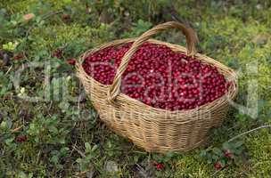 Fresh Cowberries in a Basket in the Forest