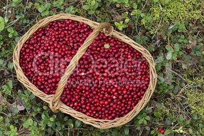 Fresh Cowberries in a Basket in the Forest