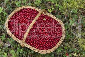 Fresh Cowberries in a Basket in the Forest