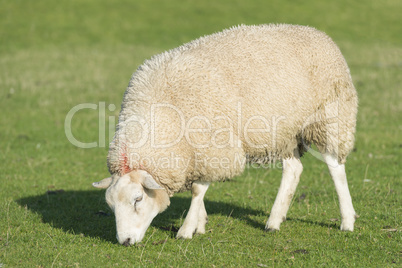 Sheep on a dike .