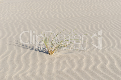Marram grass on a finely corrugated Beach.