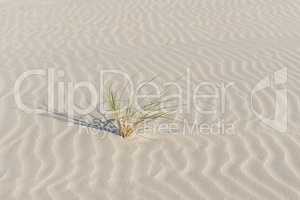 Marram grass on a finely corrugated Beach.