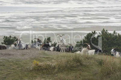Goats in the dunes of the island Terschelling.