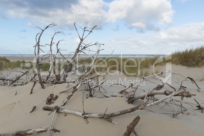 Dead branches in the dunes.