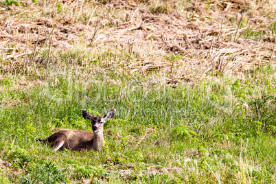 Schwarzwedelhirsch (Odocoileus hemionus columbianus)