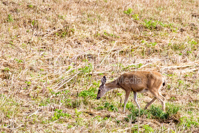 Schwarzwedelhirsch (Odocoileus hemionus columbianus)