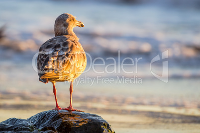 Westmöwe (Larus occidentalis)