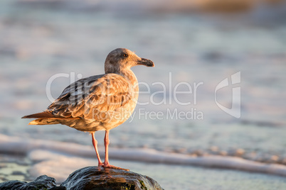 Westmöwe (Larus occidentalis)