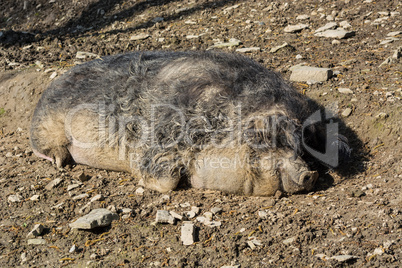 Europäisches Wildschwein im Schlamm