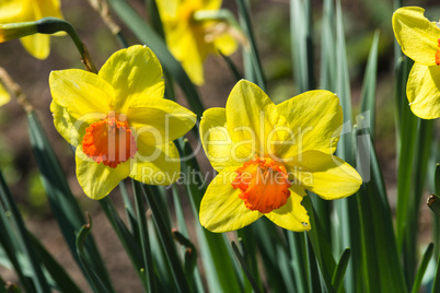 Narzissen im Frühling