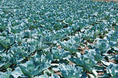 Cabbage plantation in summer day