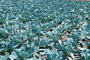 Cabbage plantation in summer day