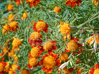 Marigolds flowering in flowerbed