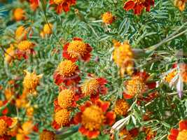 Marigolds flowering in flowerbed
