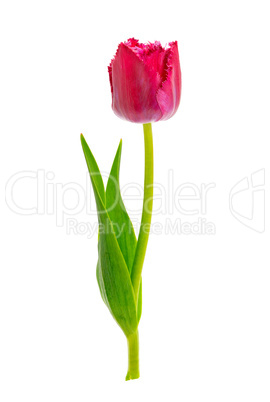 Beautiful tulip isolated on white