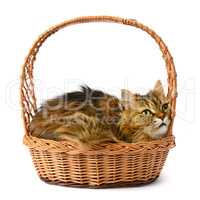 Beautiful cat in basket