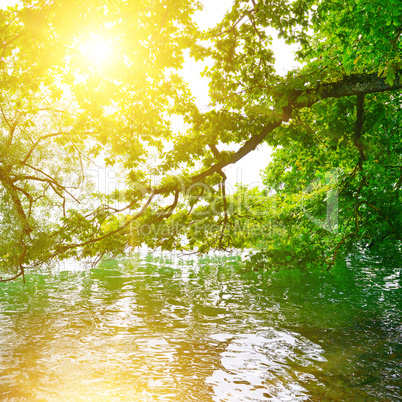 Bright sunrise on shore of picturesque lake