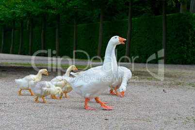 Adult geese and young goslings