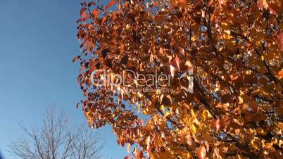 Autumn leaves of linden against the blue sky