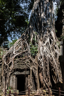 Ta PRohm Temple, Angkor, Siem Reap, Cambodia