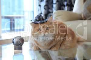 Cookie cat with cowboy hat