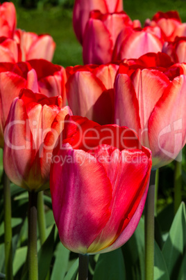 red tulips Keukenhof garden park