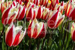 Tulipa Spring Surprise