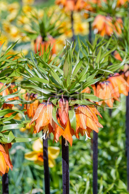 Garland Star, Fritillaria Imperialis